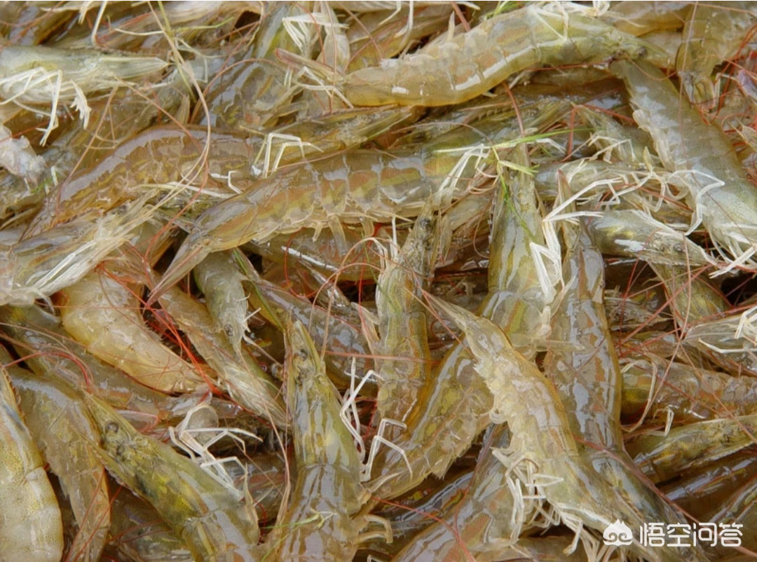 淡水虾养殖成本与利润